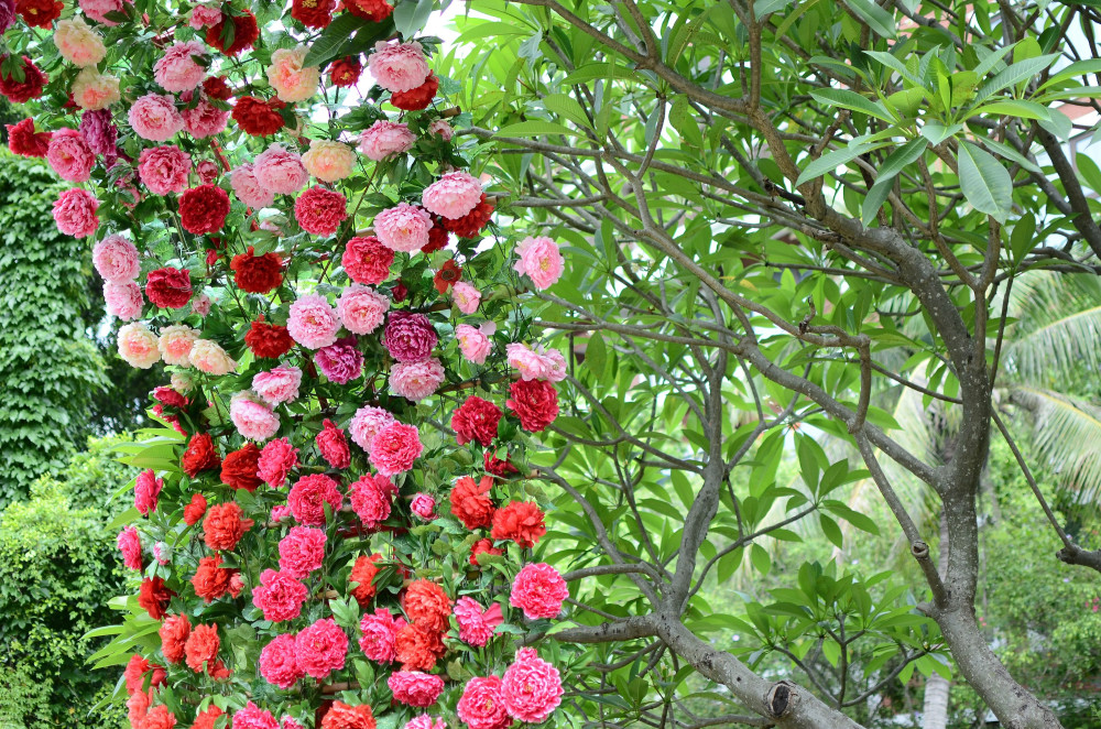 Blomster, der fortryller: Oplev den magiske azalea!
